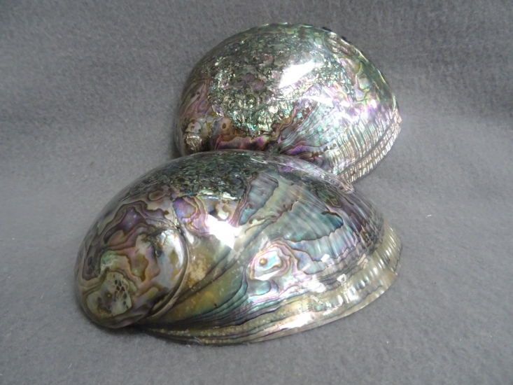 Paua Opaal schelp XXL volledig gepolijst