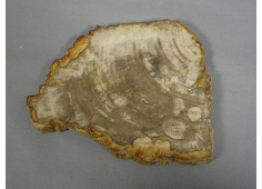 Versteend hout plaat
