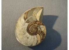 Ammoniet gezaagd
