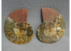 Ammoniet gezaagd set
