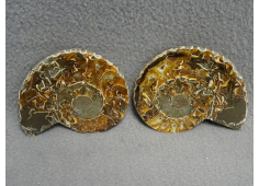 Ammoniet gezaagd set