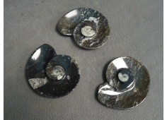 Fossielen schaaltje schelp