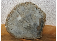Versteend hout schijf