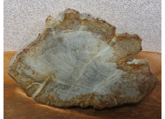 Versteend hout schijf
