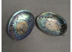 Paua Opaal Schelp volledig gepolijst