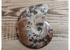 ammoniet