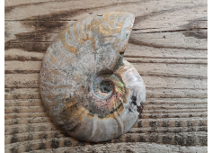 ammoniet
