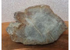 Versteend hout schijf