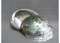 Paua Opaal schelp XXL volledig gepolijst